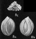 Quinqueloculina crassa subcuneata