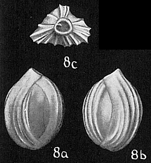 Quinqueloculina crassa subcuneata Quinqueloculina crassa subcuneata