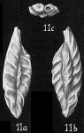 Quinqueloculina crenulata