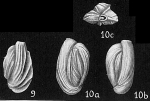 Quinqueloculina funafutiensis