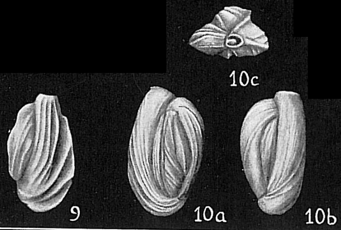 Quinqueloculina funafutiensis Quinqueloculina funafutiensis