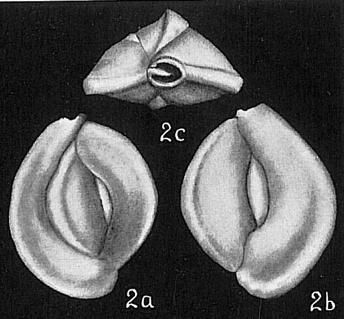 Quinqueloculina lamarckiana Quinqueloculina lamarckiana