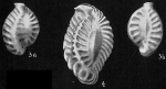 Quinqueloculina parkeri