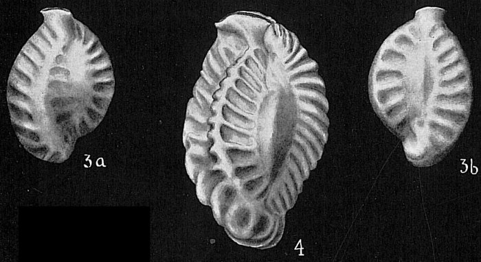 Quinqueloculina parkeri Quinqueloculina parkeri