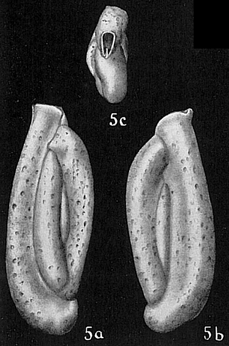 Quinqueloculina polygona Quinqueloculina polygona