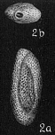 Quinqueloculina semireticulosa, author: Cedhagen, Tomas