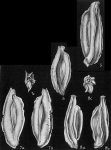 Quinqueloculina sulcata