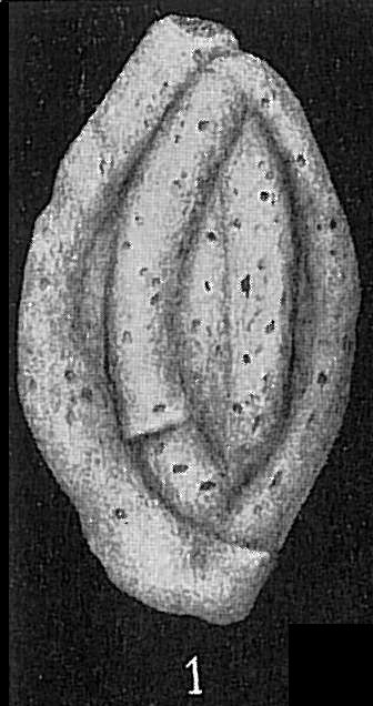 Schlumbergerina alveoliniformis Schlumbergerina alveoliniformis