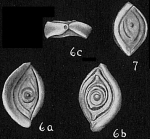 Spiroloculina affixa