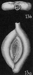 Spiroloculina antillarum aequa