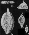 Spiroloculina antillarum var. angulata, author: Cedhagen, Tomas