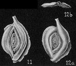 Spiroloculina cauduca