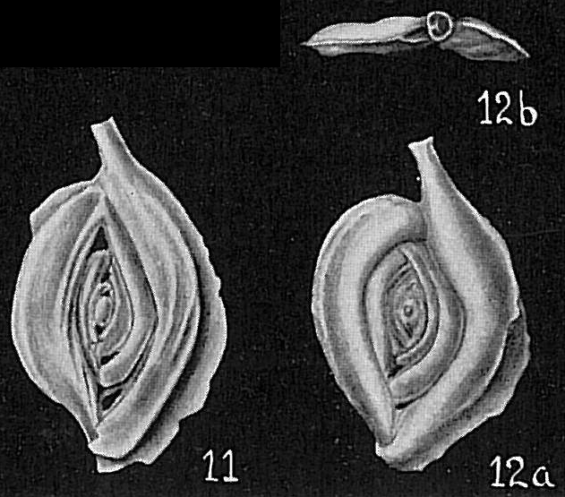 Spiroloculina cauduca