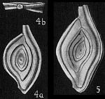 Spiroloculina clara