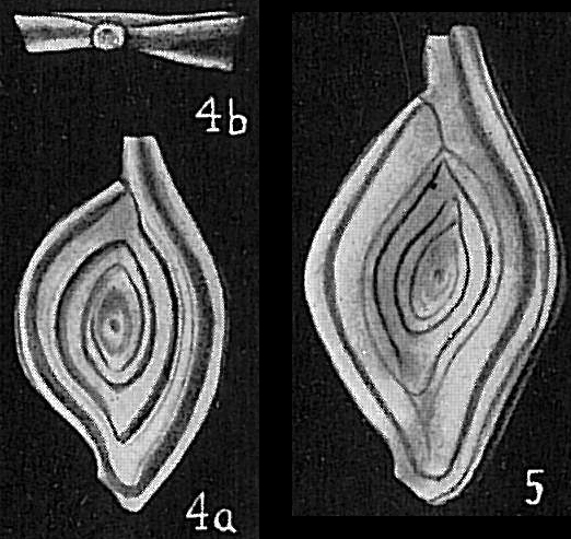 Spiroloculina clara Spiroloculina clara