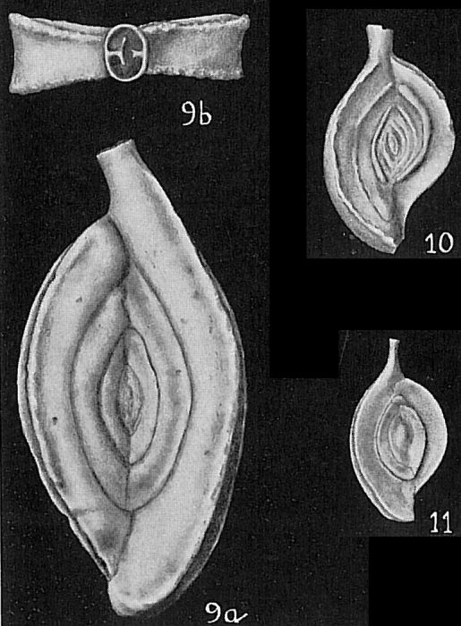 Spiroloculina grateloupi Spiroloculina grateloupi