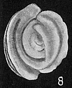 Spiroloculina sp. Spiroloculina sp.