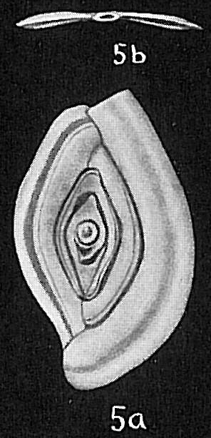Spirophthalmidium acutimargo Spirophthalmidium acutimargo