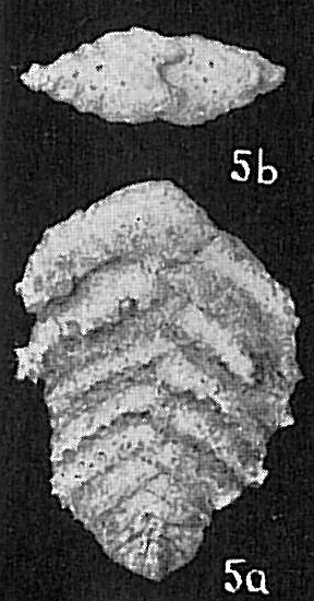 Spiroplectammina milletti Spiroplectammina milletti