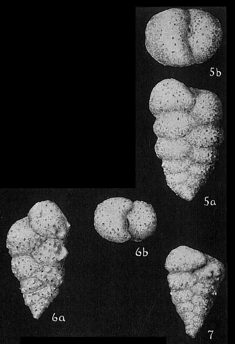 Textularia agglutinans Textularia agglutinans