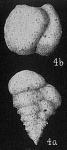 Textularia candeiana