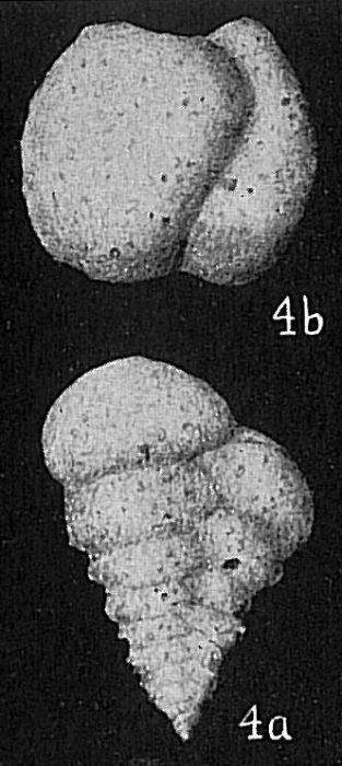Textularia candeiana