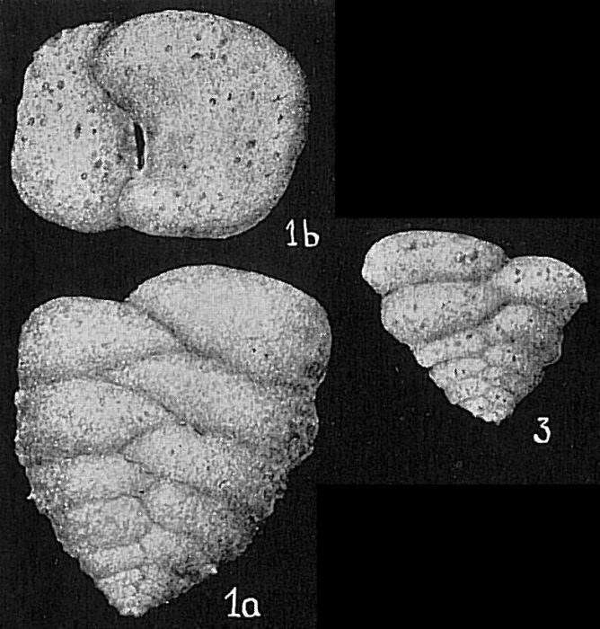 Textularia conica Textularia conica