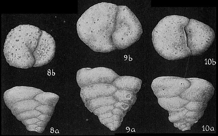 Textularia conica Textularia conica