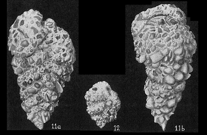 Textularia foliacea oceanica Textularia foliacea oceanica