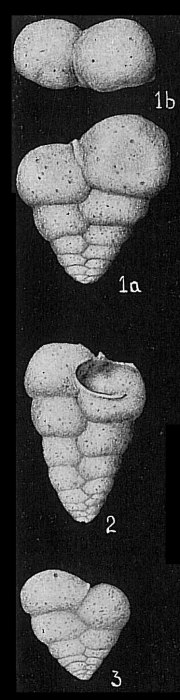 Textularia semialata Textularia semialata