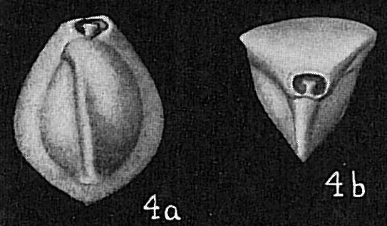 Triloculina affinis Triloculina affinis