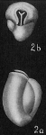 Triloculina austriaca
