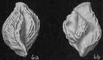 Triloculina bicarinata