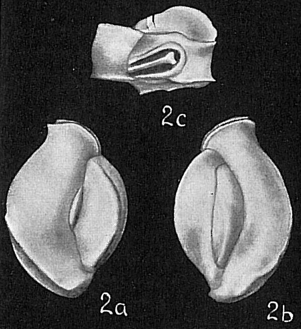 Triloculina irregularis Triloculina irregularis
