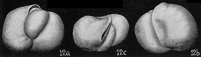 Triloculina labiosa Triloculina labiosa