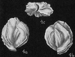 Triloculina oceanica flintiana