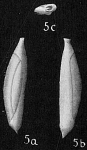 Triloculina spinata