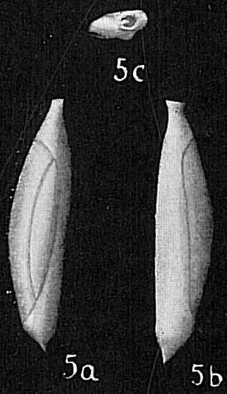 Triloculina spinata Triloculina spinata