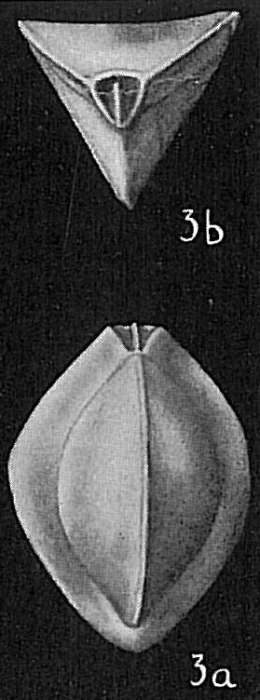 Triloculina tricarinata Triloculina tricarinata