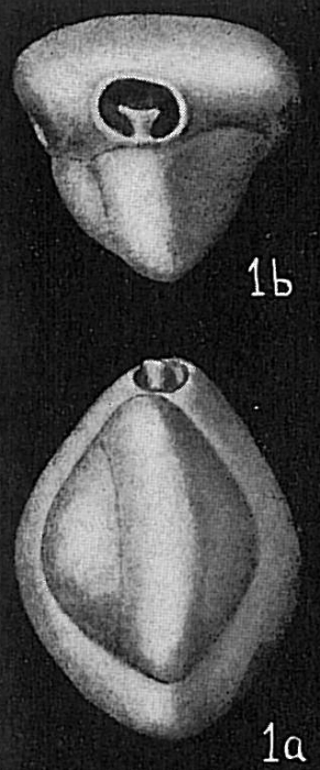 Triloculina trigonula Triloculina trigonula