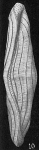 Alveolinella quoyi