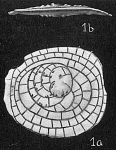 Cycloclypeus guembelianus