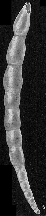 Dentalina elegans Dentalina elegans