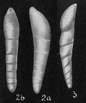 Dentalina neugeboreni