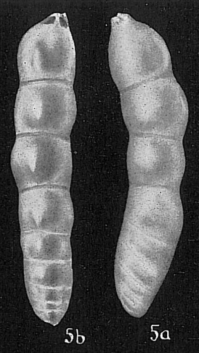 Dentalina sp. Dentalina sp.