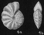 Elphidium advenum depressulum