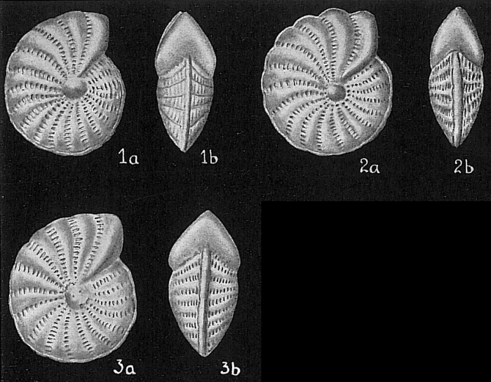 Elphidium advenum Elphidium advenum