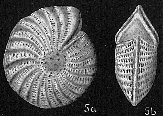 Elphidium craticulatum Cushman (not Fichtel and Moll) = E. batavum Hofker, 1968 (Opinion of Hofker (1968)) Elphidium craticulatum Cushman (not Fichtel and Moll) = E. batavum Hofker, 1968 (Opinion of Hofker (1968))