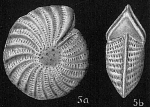 Elphidium craticulatum Cushman (not Fichtel and Moll) = E. batavum Hofker, 1968 (Opinion of Hofker (1968))