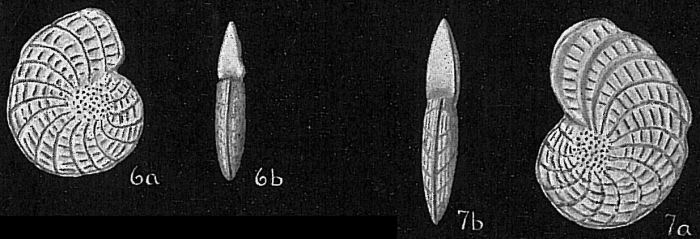Elphidium jenseni Elphidium jenseni